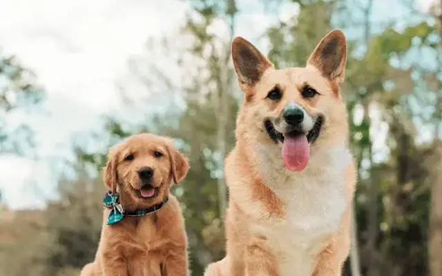 Pooches to Pawfection in San Antonio, FL