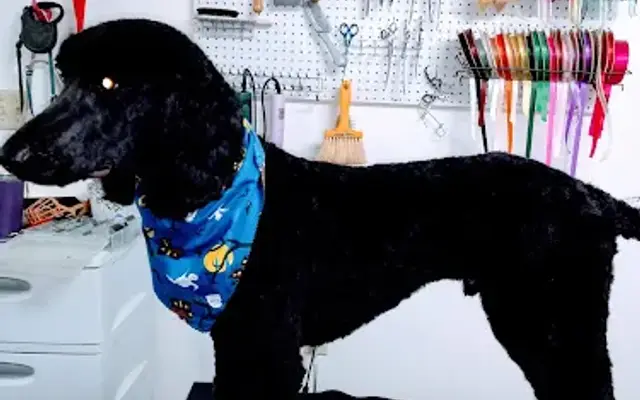 Grooming at the Cottages in Springfield, AR