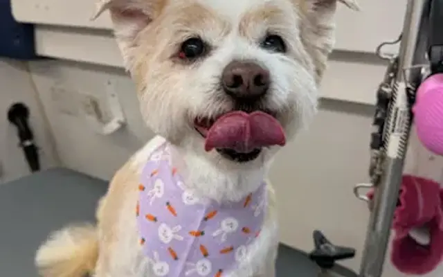 Whisker Wash Mobile Grooming in Winston-Salem, NC