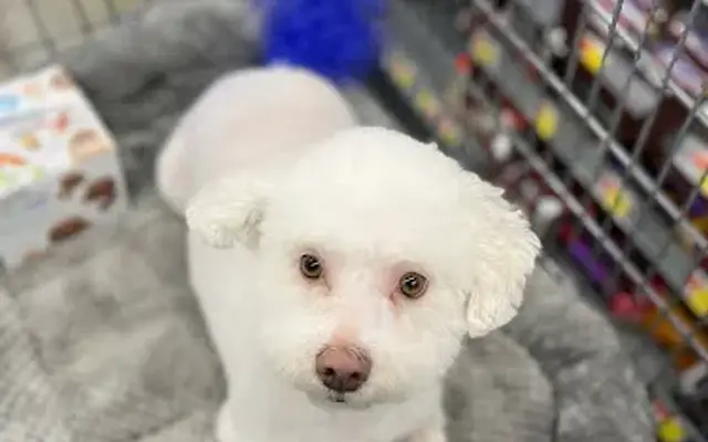 Woofy's Grooming in Dudley, MA