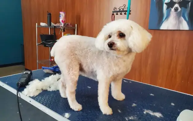 Paso Dog Grooming in Paso Robles, CA