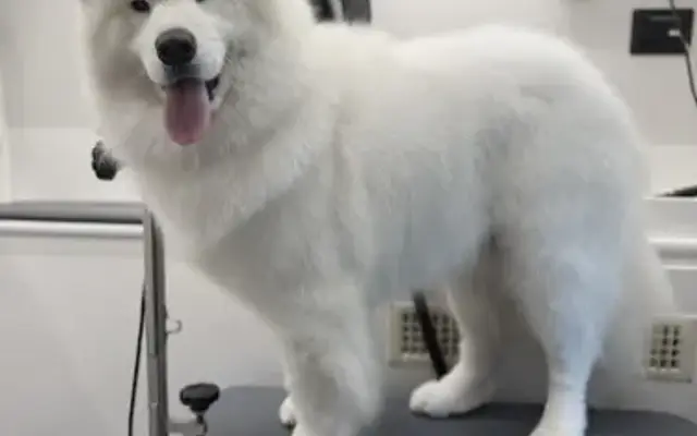 DapperTails Mobile Pet Grooming of Southern Maine in Saco, ME