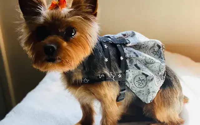 Puppy Momo's Mobile Grooming in San Diego, CA