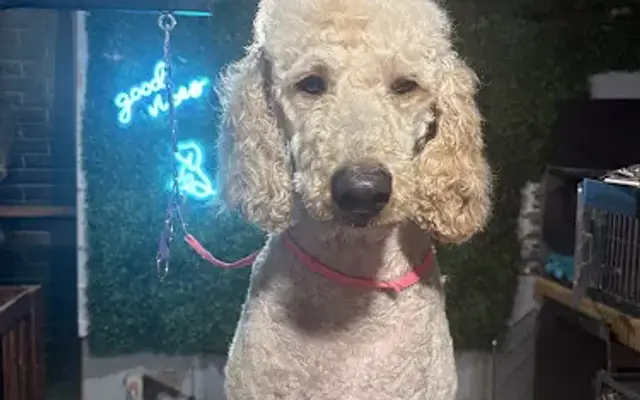 Majestic Mutts Pet Salon in Nocona, TX