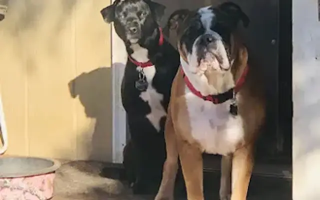 Southern Serenity’s Camp Canine in Appling, GA
