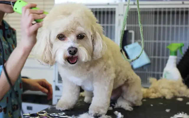 Oakview Pet Resort in Lake Zurich, IL
