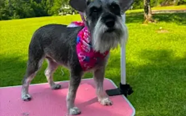 Nevaehs mobile grooming in Macon, GA