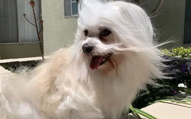Smile grooming in Canoga Park, CA