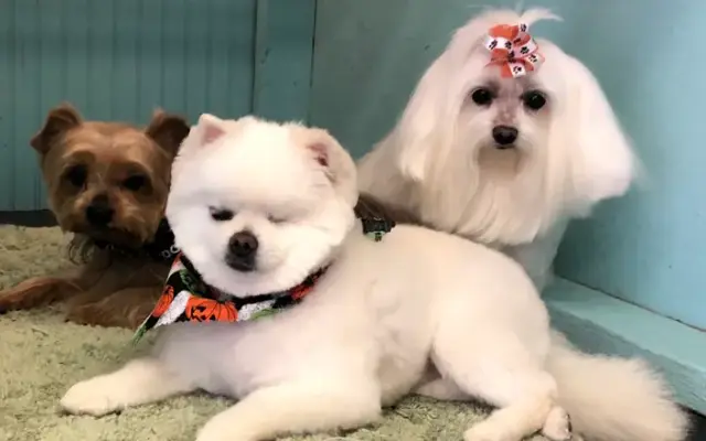 Holly'z Wagz and Wigglez in Hawkinsville, GA