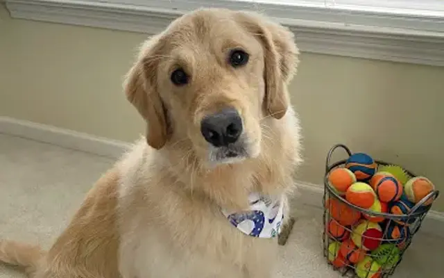 Luxury Paws Grooming LLC in Windsor Locks, CT