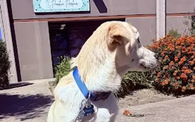 Poochie Parlour in Marina, CA