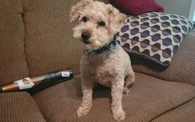 Becca's Pet Grooming Services in Buckhannon, WV