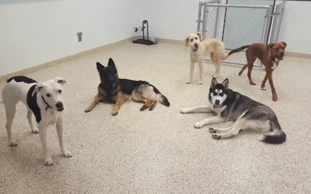Dr. Dave's Doggy Daycare, Boarding, & Grooming in Saratoga, CA