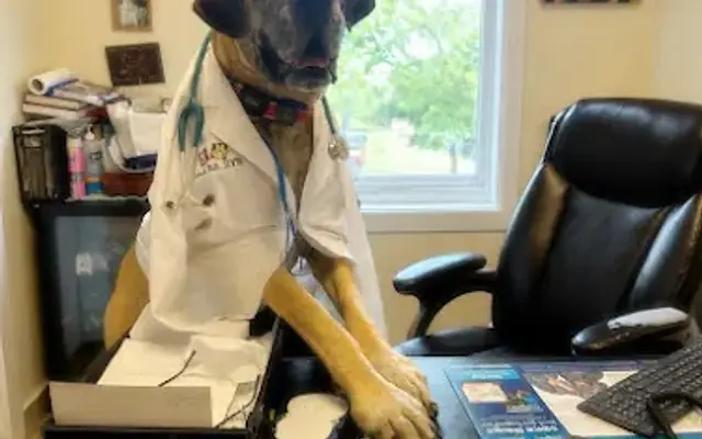 Mt Pleasant Hospital for Animals in Newtown, CT