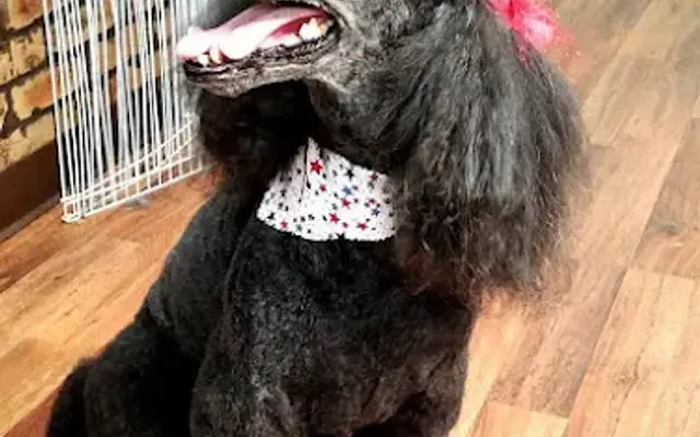 Magnolias Pet Grooming in Whitehall, MI