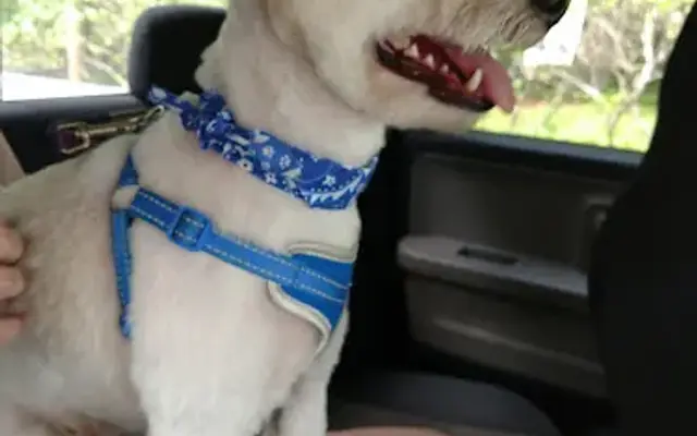 Cherry Ridge Grooming in Honesdale, PA