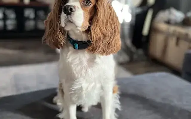 Shadynook Pet Salon in Mondovi, WI