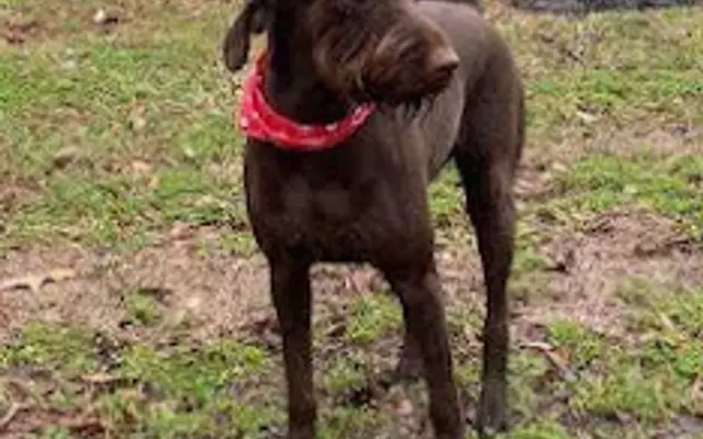 All Paws Mobile Grooming LLC in Holly Springs, MS