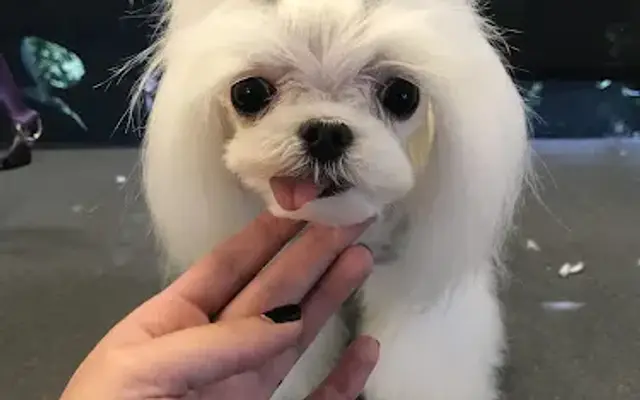 Jillian’s Pampered Pets (Housecall Services) in Lancaster, PA