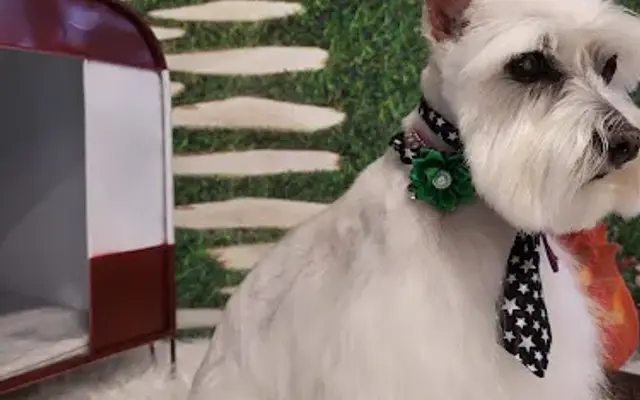 Gigi's Posh Paws in Hartford, WI