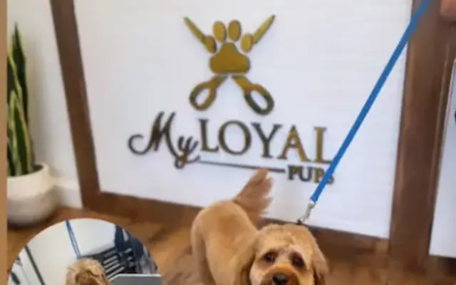 My Loyal Pup’s Grooming Studio in Wayne, NJ