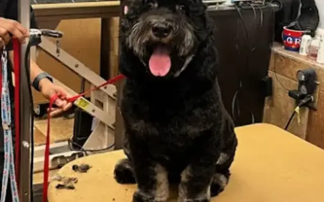 PetSmart Grooming in Bowie, MD