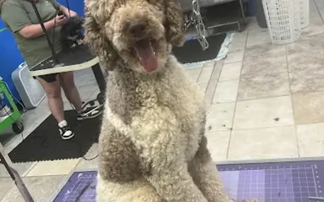 Perfect Pawz Mobile Grooming / Spa in Oklahoma City, OK