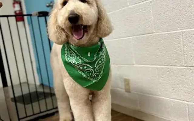 Trinity Dog Grooming in Weaverville, CA