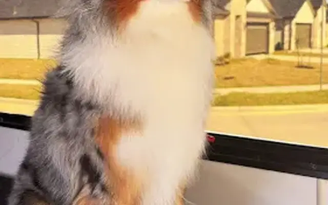 Pawradise Mobile Pet Grooming in Houston, TX