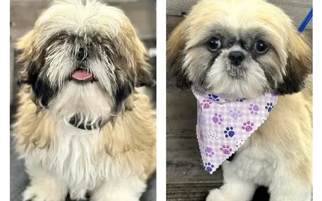 It's Doggy Time in Nashville, TN