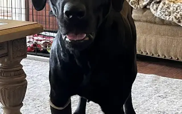 Watauga Veterinary Hospital in Boone, NC