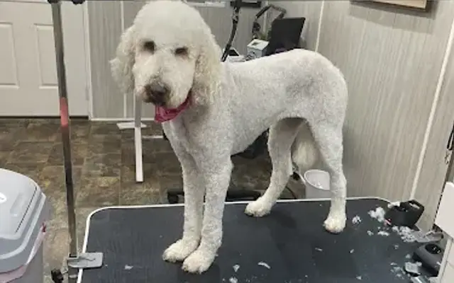 Lakeside Paws Pet Grooming and Boarding in Laurens, SC