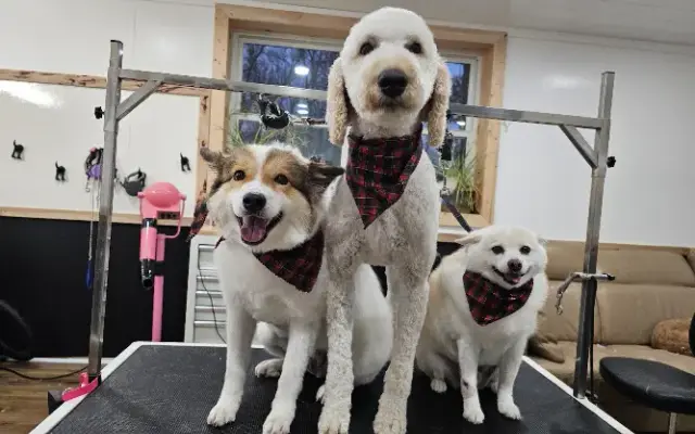 MoJo Pet Spa LLC in New Lisbon, WI