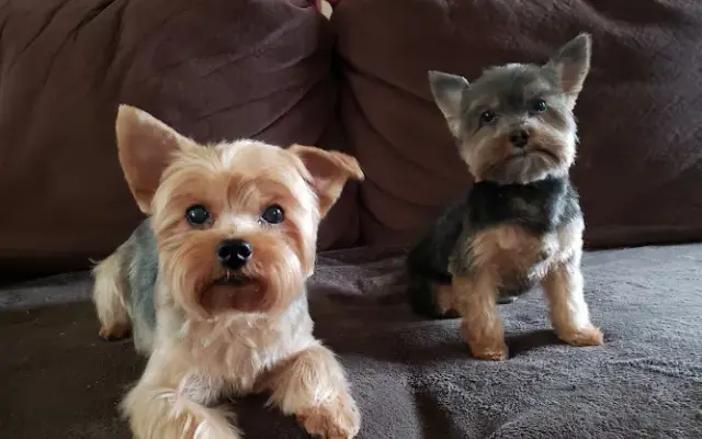 The Lavender Paw Pet Spa in Spring Grove, PA