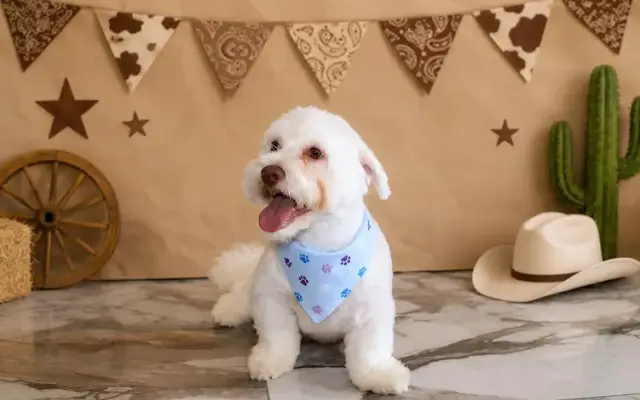 Yuri's Dog Grooming in Cypress, TX