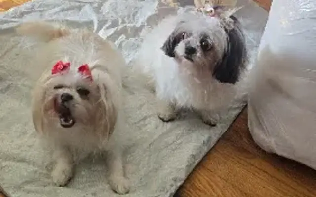 Yorktown Pet Grooming Inc in Yorktown Heights, NY