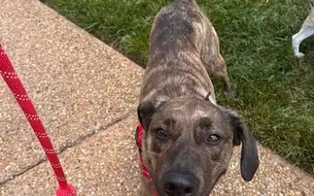 Wagging Tails Dog Walking/Pet Sitting/Mobile Grooming of Williamsburg LLC in Williamsburg, VA