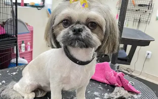 Shannon's Dog Grooming Shop in Edgewater, FL