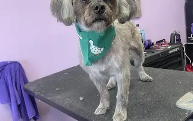 Puffy Paws Dog Grooming in Glenshaw, PA