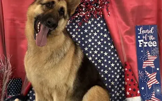 Rose Creek Canine Cuts in Colbert, WA