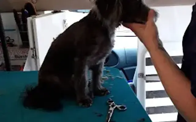 Dandy Dogs Mobile Grooming in Anniston, AL