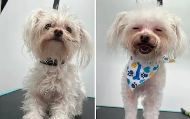 Forever Pet Resort and Boarding - Daycare and Grooming in Houston, TX