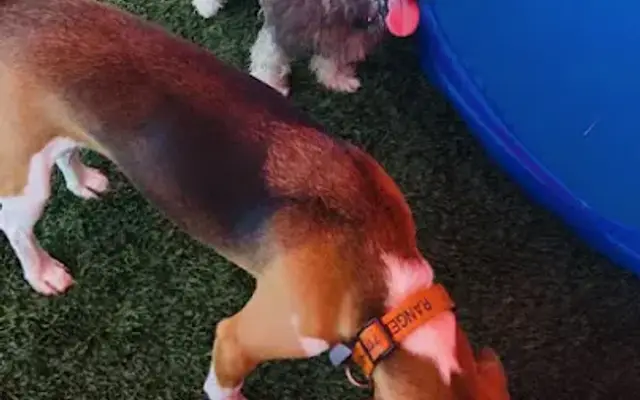 Canine & Co. Dog Resort in Rockwall, TX