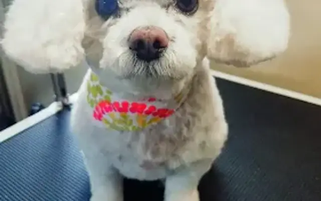 Mutt Cutts mobile grooming in Panama City, FL
