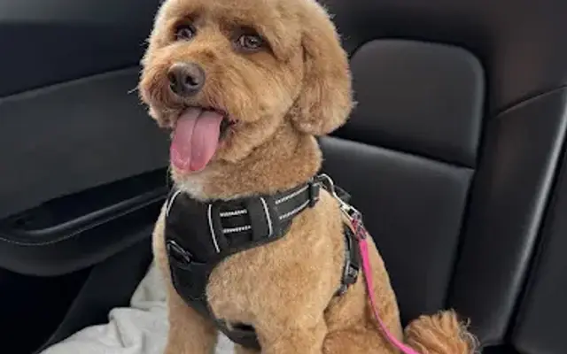 WTFluff Grooming in Santa Monica, CA