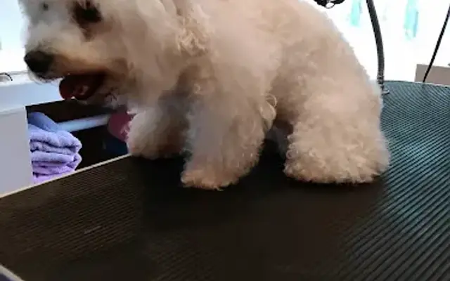 Grandma's dog Boarding in Montevallo, AL