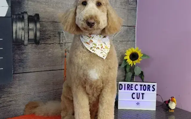 The Director’s Cut, A Premiere Pet Salon LLC in Christiansburg, VA