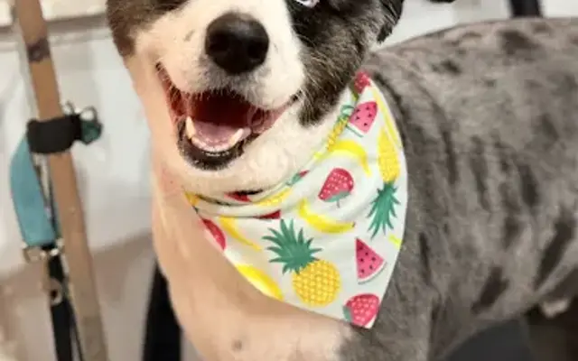 Peach Pitt Grooming Salon LLC in Fort Gratiot Township, MI