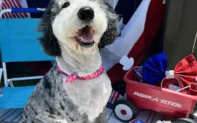 Pampered Pets on Joan Ave, LLC. in Panama City Beach, FL