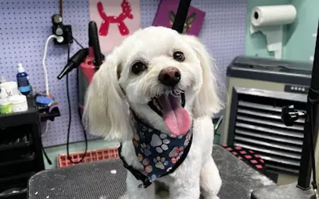 Fluffy Fresh in Redlands, CA